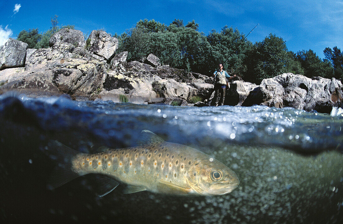 Trout in river Tea. Galicia, Spain