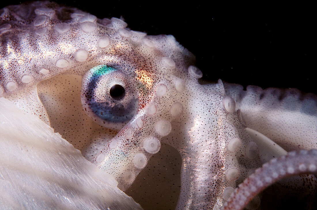 Greater Argonaut (Argonauta argo). Galicia, Spain