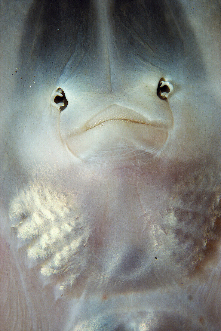 Portrait of fish