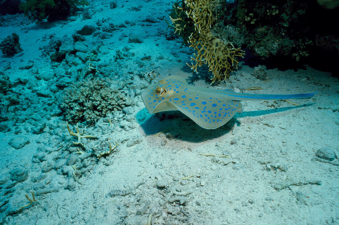 Bluespotted Ribbontail Ray (Taeniura lymma). Red Sea