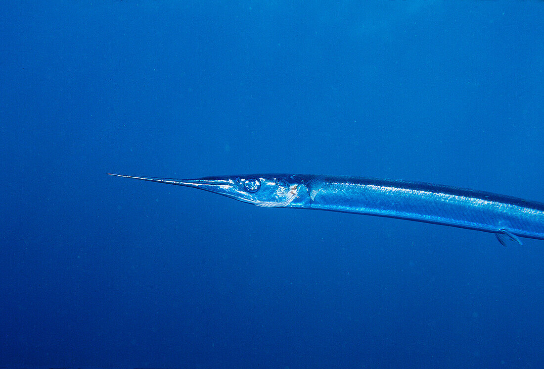 Garfish (Belone belone). Ria of Vigo, Galicia, Spain