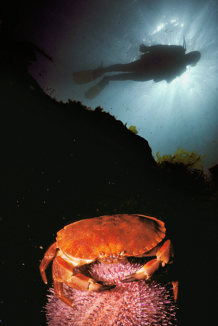 Diver and crab (Cancer pagurus). Galicia, Spain