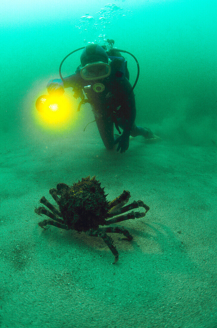 Diver and Great Spider Crab (Maja squinado). Galicia, Spain