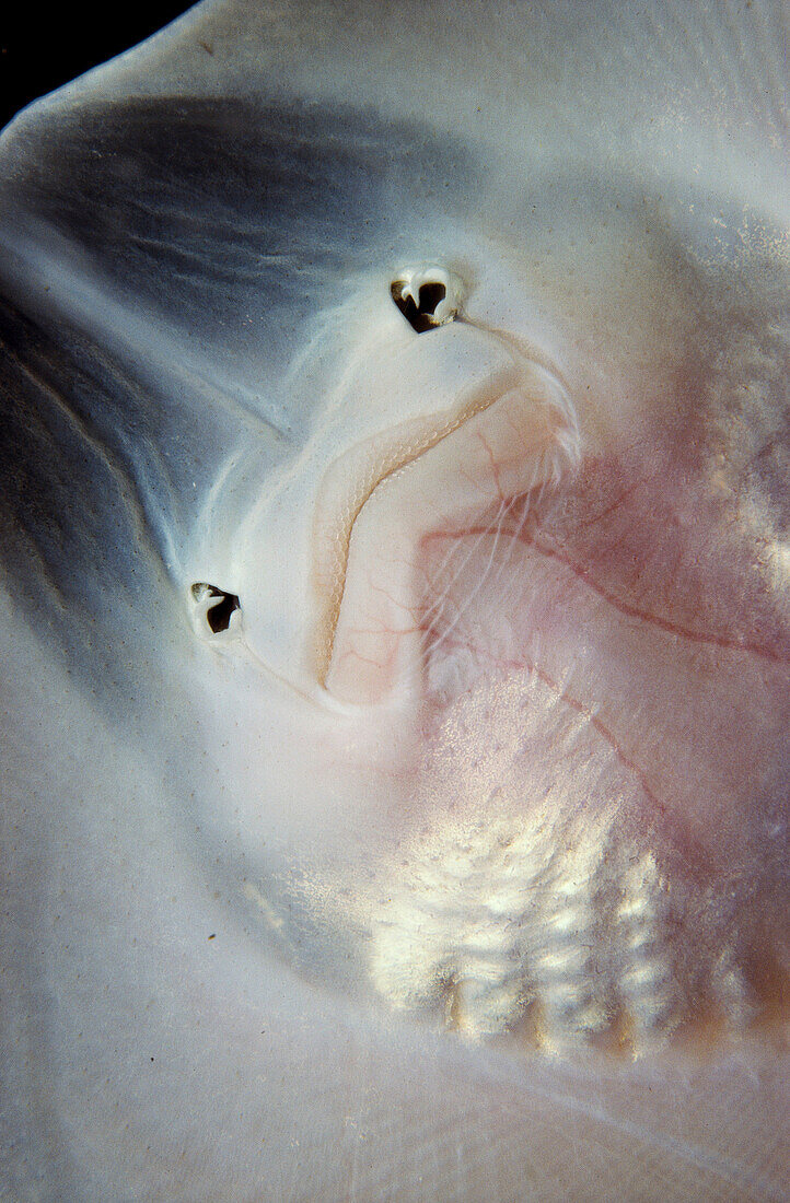 Undulate Ray (Raja undulata). Galicia, Spain