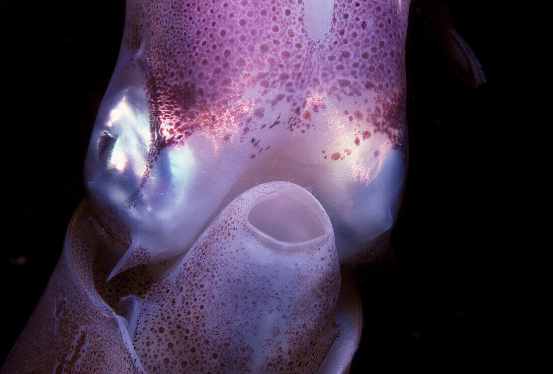 European Squid (Loligo vulgaris). Ria of Vigo, Pontevedra province, Galicia, Spain