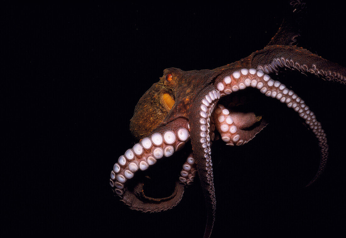 Octopus (Octopus vulgaris). Ria of Vigo, Pontevedra province, Galicia, Spain