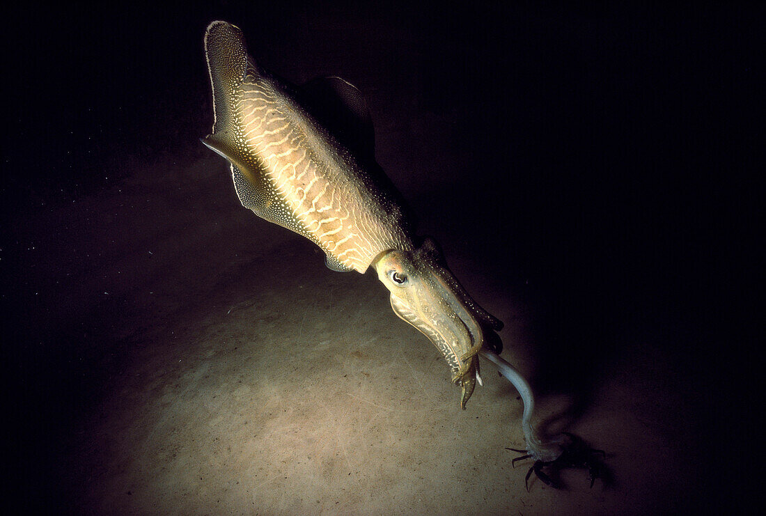 Cuttlefish (Sepia officinalis). Ria of Vigo, Galicia, Spain