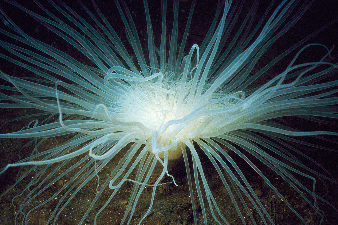 Tube-dwelling Anemone (Cerianthus membranaceus). Galicia, Spain