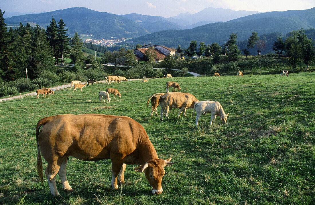 Cattle and country house, Legazpi. Guipuzcoa, Euskadi, Spain