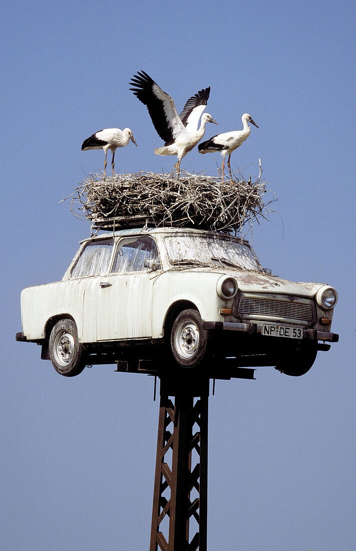 White Storks (Ciconia ciconia) on nest