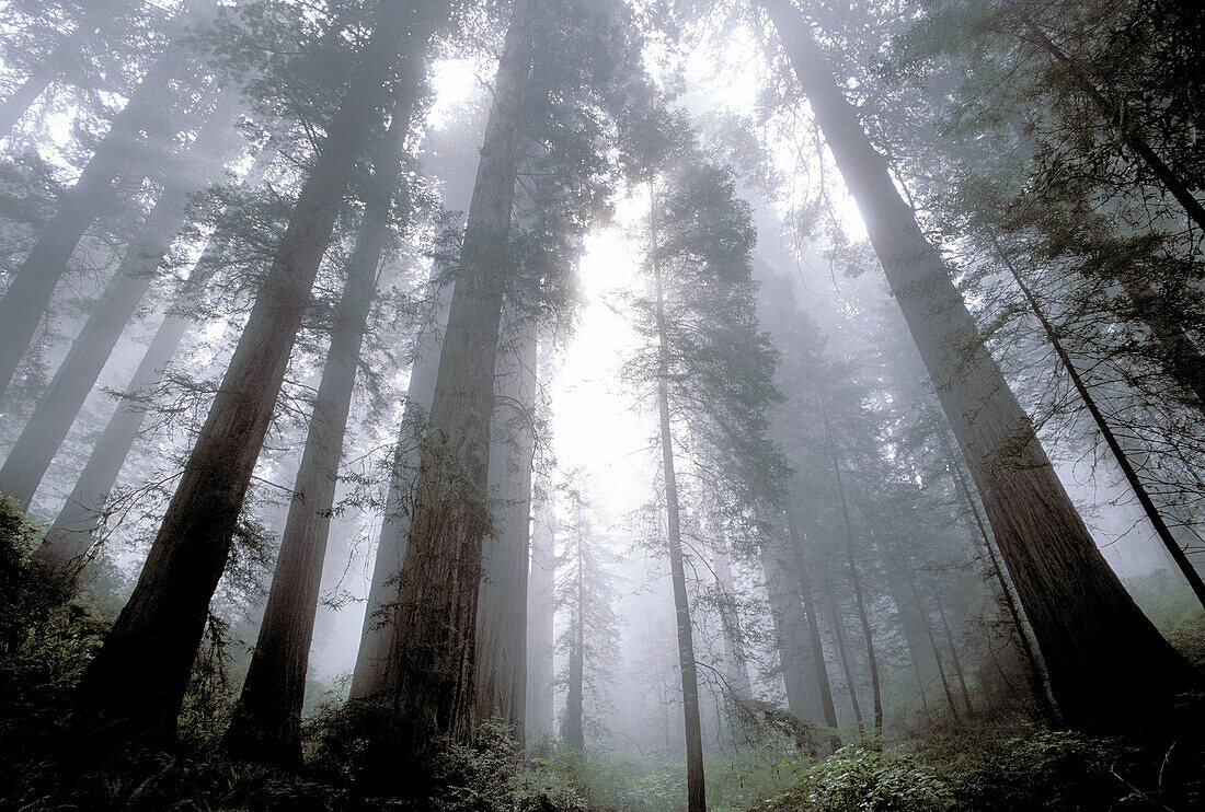 Redwoods (Sequoia sempervirens). Redwood National Park. California. USA