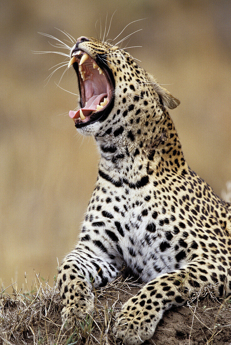Leopard (Panthera pardus). Masai Mara. Kenya