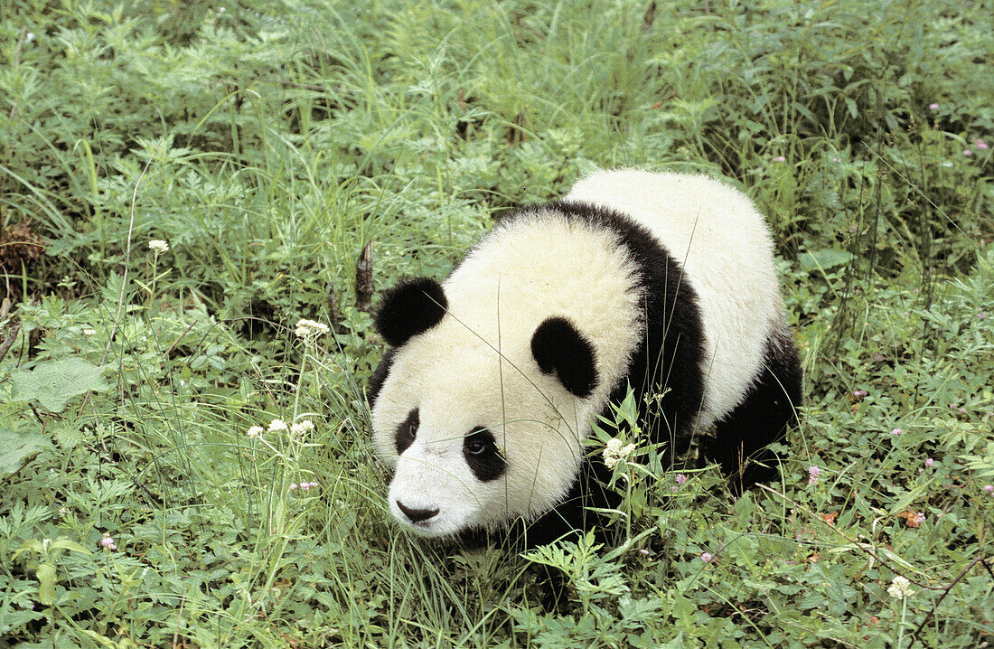 Giant Panda (Ailuropoda melanoleuca) captive at panda centre, Wolong Valley. Himalaya, China