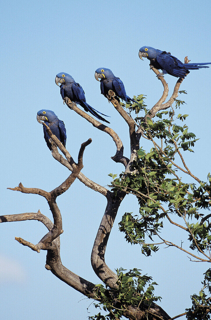 Hyacinthine Macaws (Anodorhynchus hyacinthus). Pantanal, Brazil