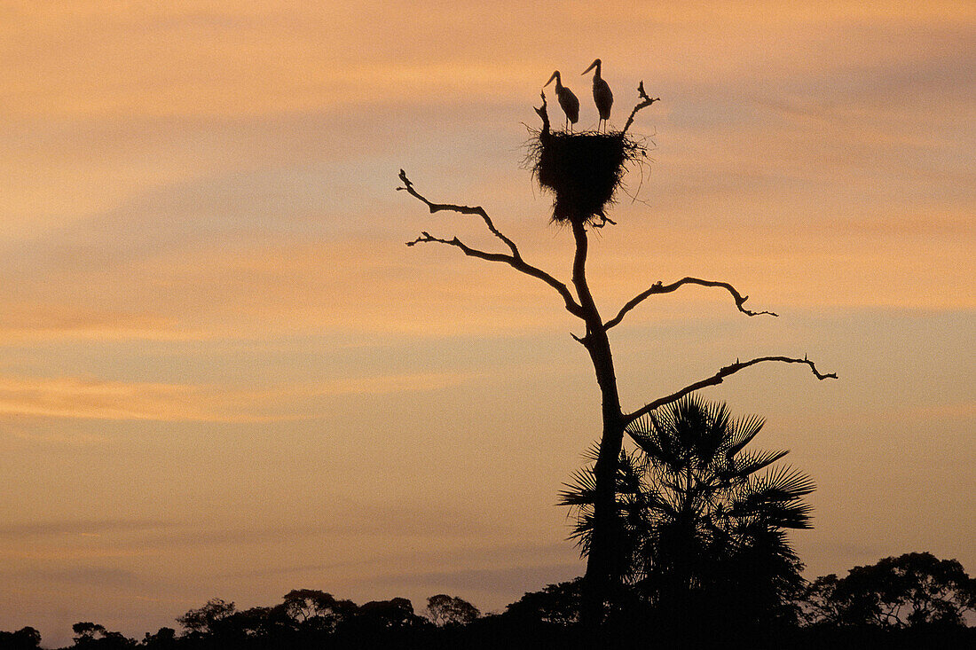Jabiru (Jabiru mycteria). Pantanal, Brazil