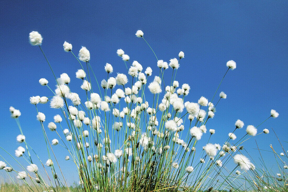 Cotton grass (Eriophorum sp.). Germany