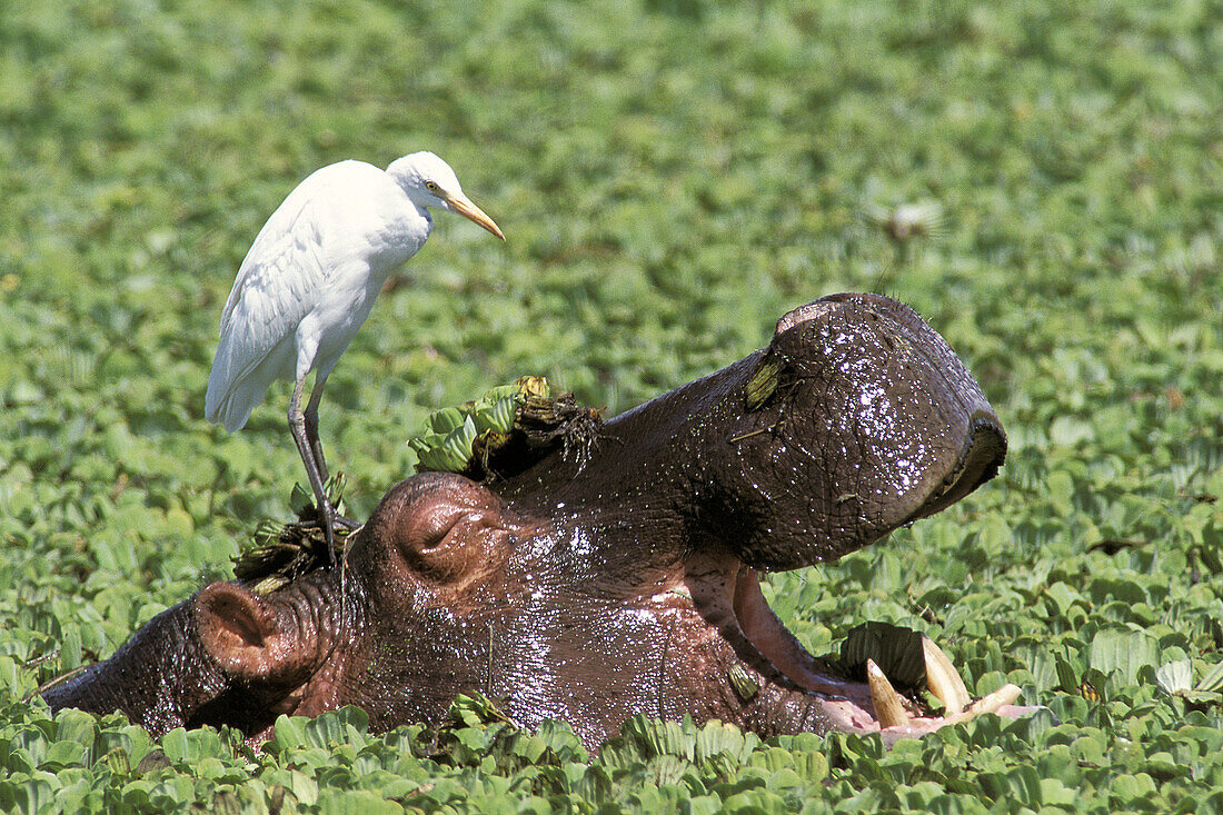 Hippopotamus (Hippopotamus amphibius) and Cattle Egret (Ardeola ibis). Serengeti National Park. Tanzania