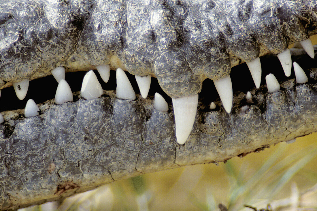 American crocodile (Crocodylus acutus). Florida. USA