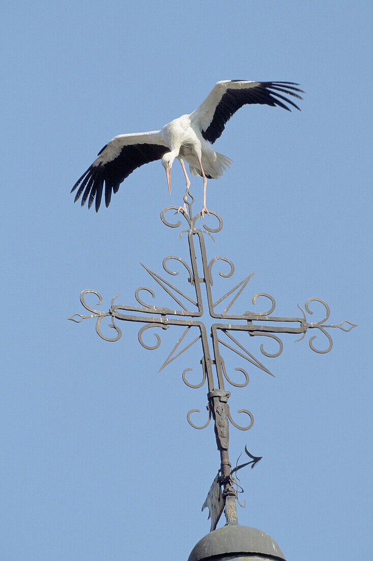 White Stork (Ciconia ciconia). Alfaro. La Rioja, Spain