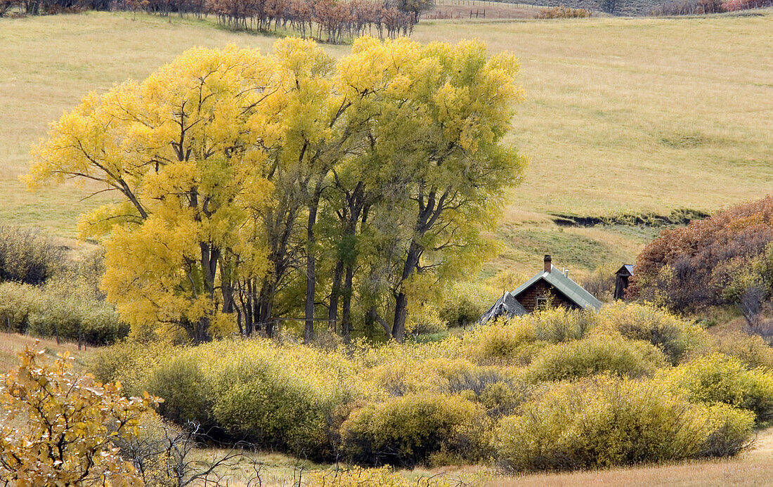 Aspen trees in fall colors. Colorado. USA