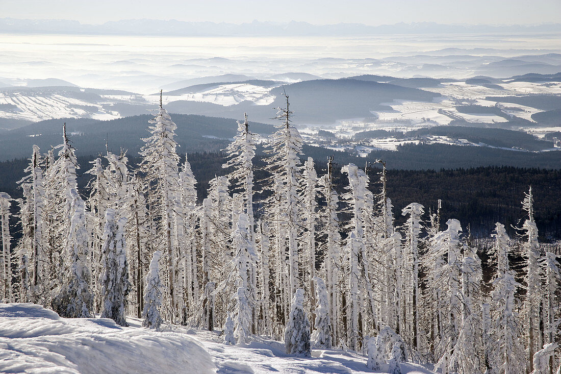 Winter, snow, blue sky, ice, mountain peak, national park Bavarian forest, Germany