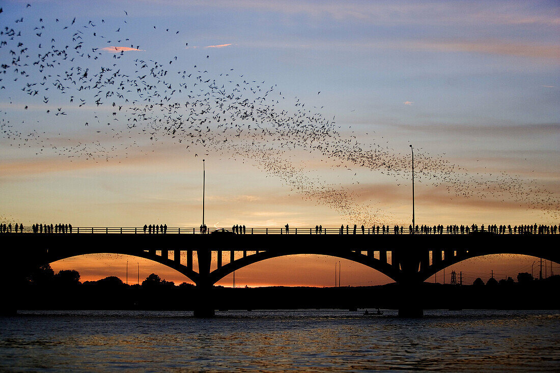 Mexican free-tailed bats (Tadarida brasiliensis). Sunset, Worlds largest urban bat colony. Congress Avenue Bridge. Austin, Texas. USA.