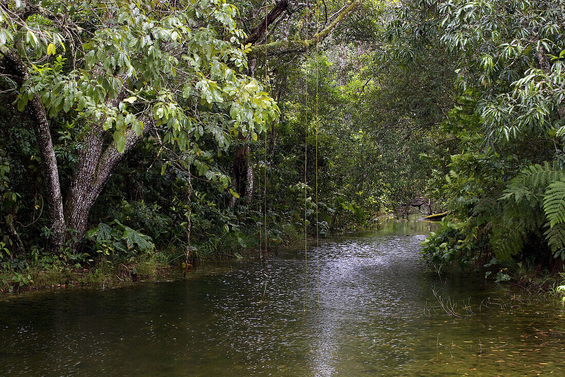 River vegetation. Pantanal, the world largest wetland, Brazil, South America
