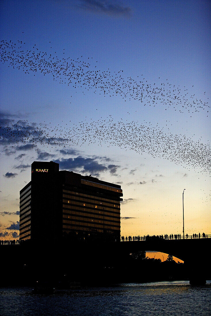 Mexican free-tailed bats (Tadarida brasiliensis). Sunset, Worlds largest urban bat colony. Congress Avenue Bridge. Austin, Texas. USA.