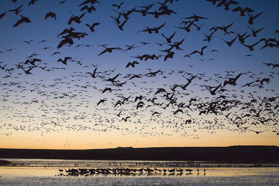 Bosque del Apache National Wildlife Refuge. New Mexico. USA