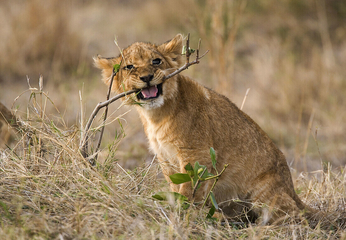 Lion (cub Panthera leo). Masai Mara. Kenya