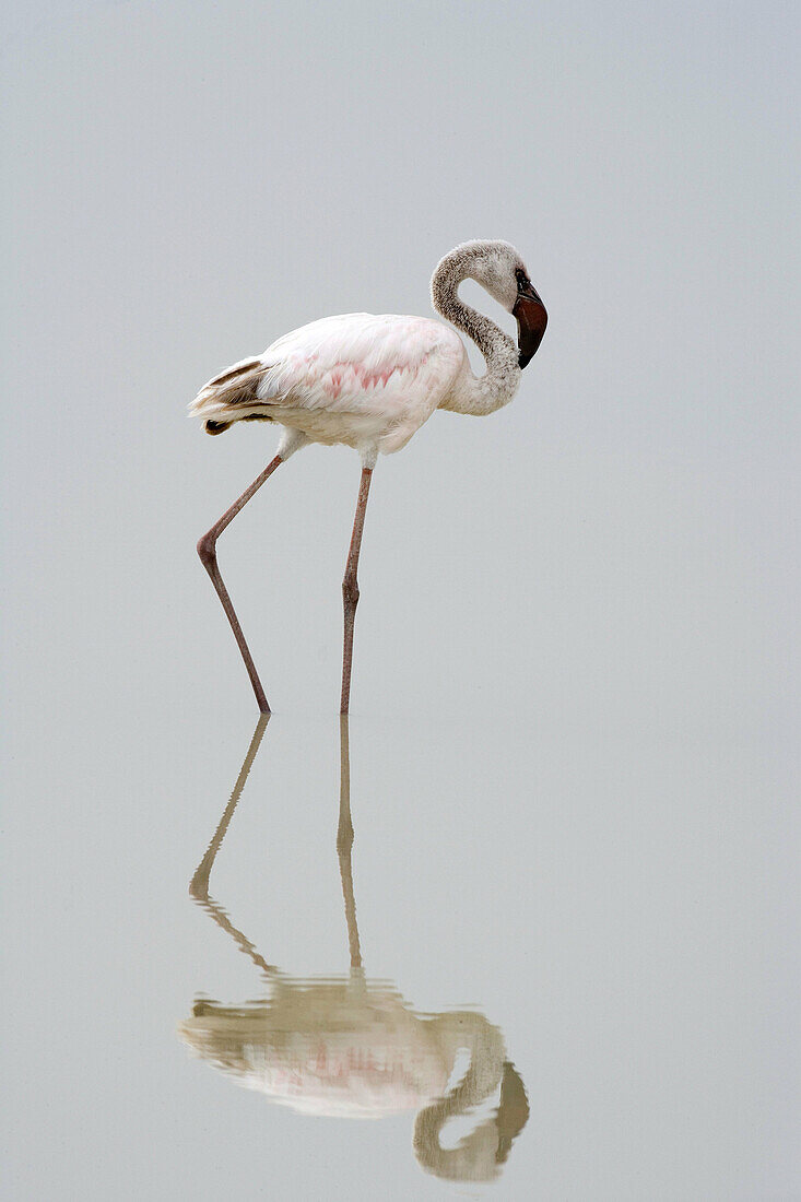 Lesser flamingo juv. (Phoenicopterus minor). Ngorongoro crater, Tanzania, Africa.