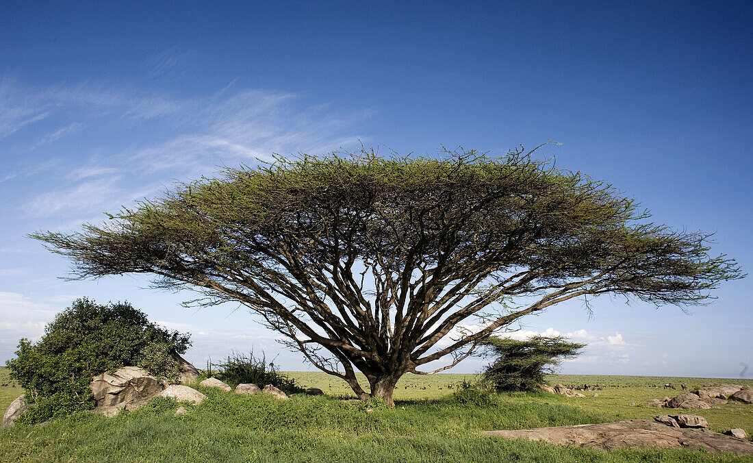 Acacia tree (Acaciae). Serengeti, Tanzania, Africa.