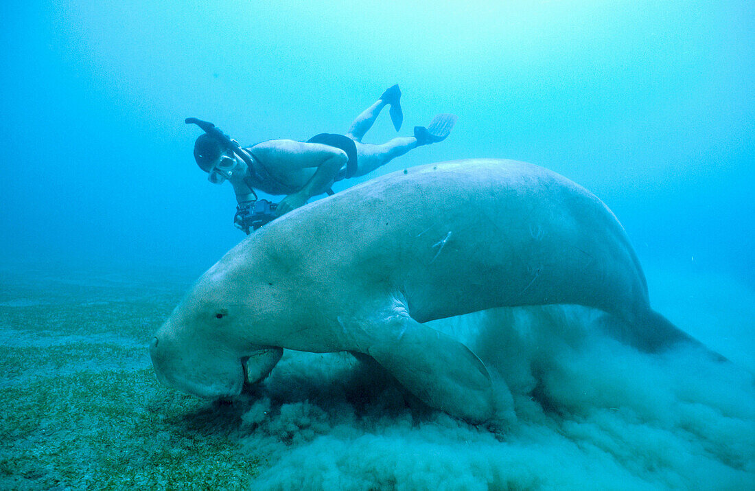 Dugong (Dugong dugon) adult male feeding on sea grass (Cymodocea serrulata). Tropical Indo Pacific from the Red Sea to Vanuatu