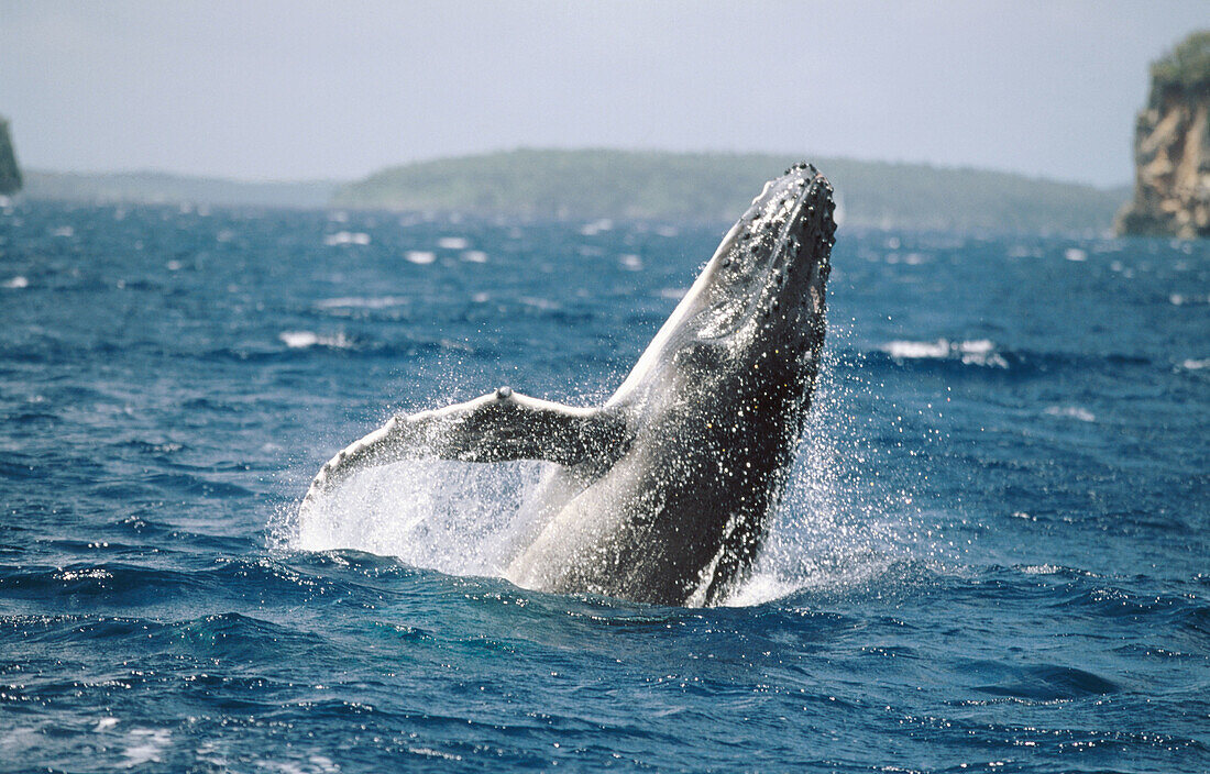 Humpback whale (Megaptera novaeangliae) calf breaching behaviour. Breeding migration from Polar to Tropics. All oceans