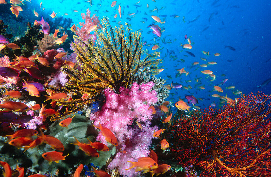 Crinoids (Crinoidea), soft corals (Dendronethya sp.) and reef fish on coral reef