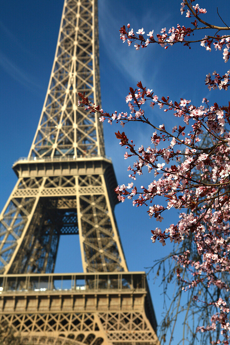 Blüten und der Eiffelturm, Parc du Champs de Mars, Paris, Frankreich