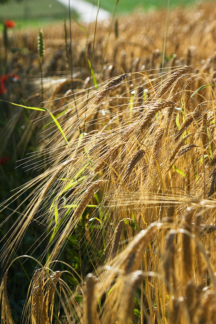 Barley field, Hordeum distichum, Bavaria, Germany