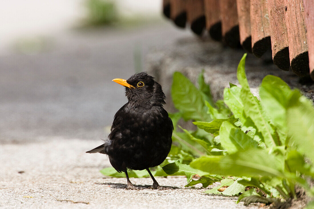 Amsel an Gartenzaun, Turdus merula, Deutschland