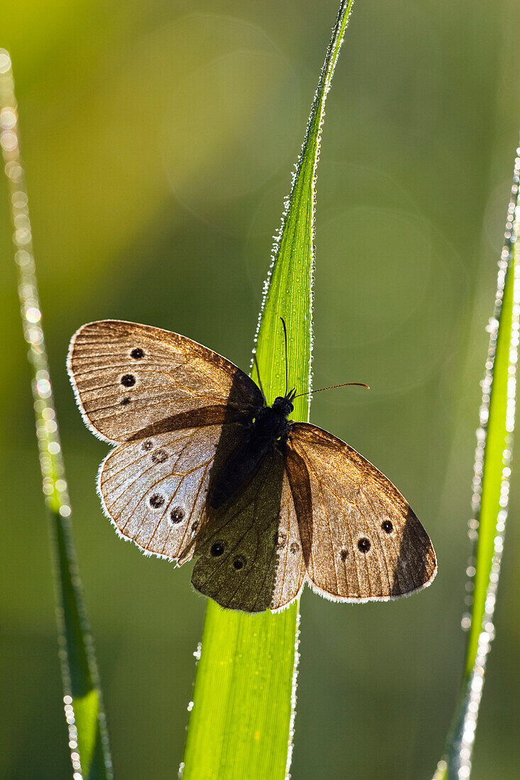 Ringlet butterfly with dew, Aphantopus hyperanthus, Upper Bavaria, Germany