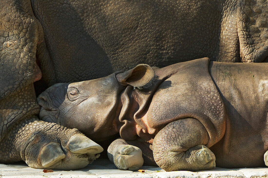 Great Indian Rhino, baby sleeping by its mother, captive Rhinozeros unicornis