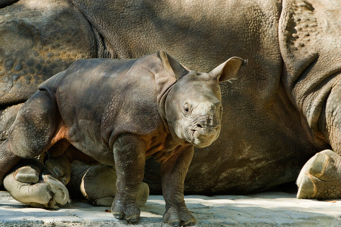 Junges Panzernashorn bei der Mutter, Rhinoceros unicornis