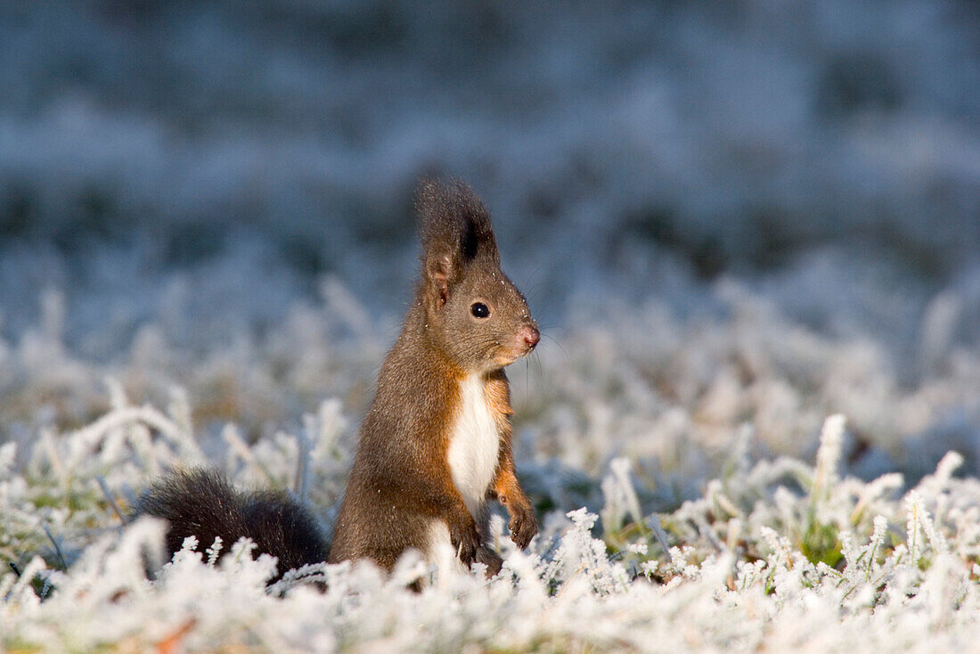 Eichhörnchen bei Raureif, Winter, Bayern, Deutschland