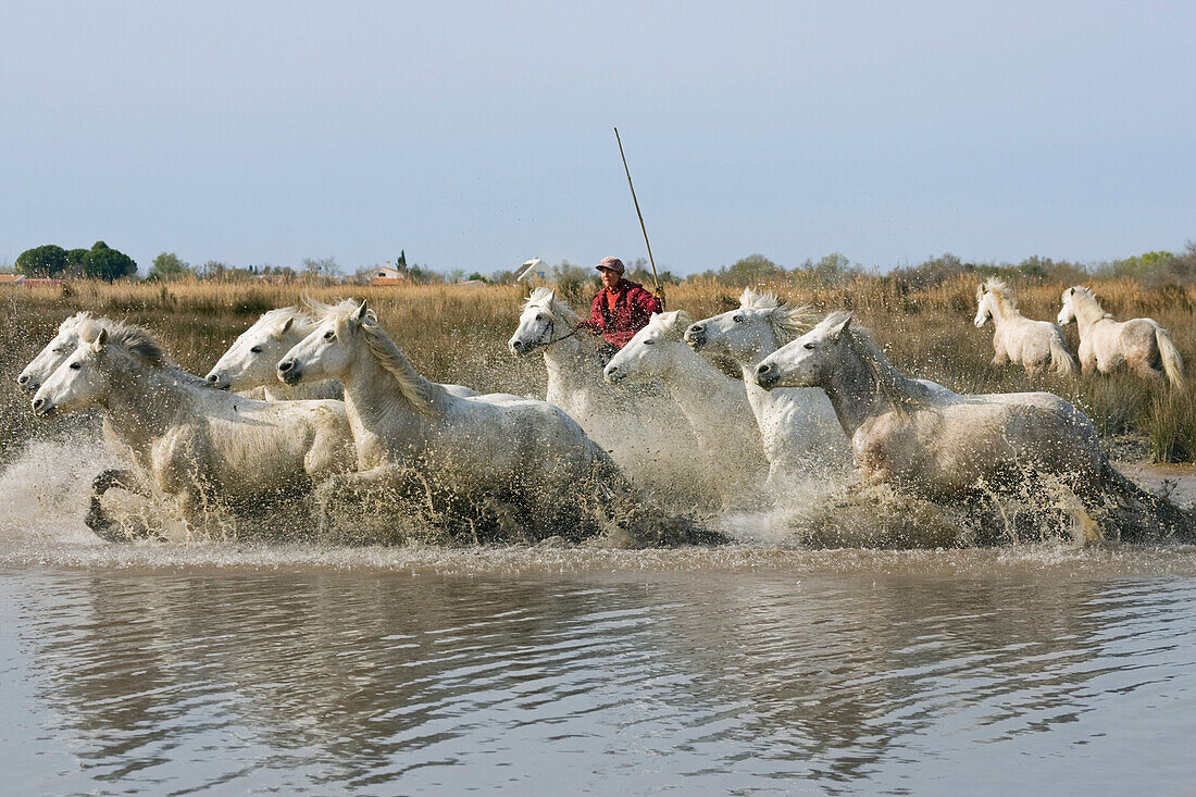 Camargue horses with Guardian, Camargue, France