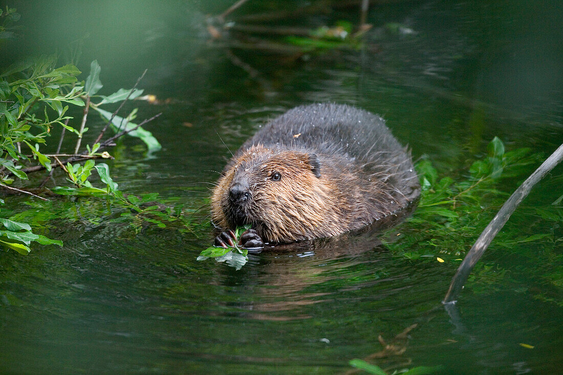 Biber frisst Weidenblätter, Castor fiber, Alaska, USA