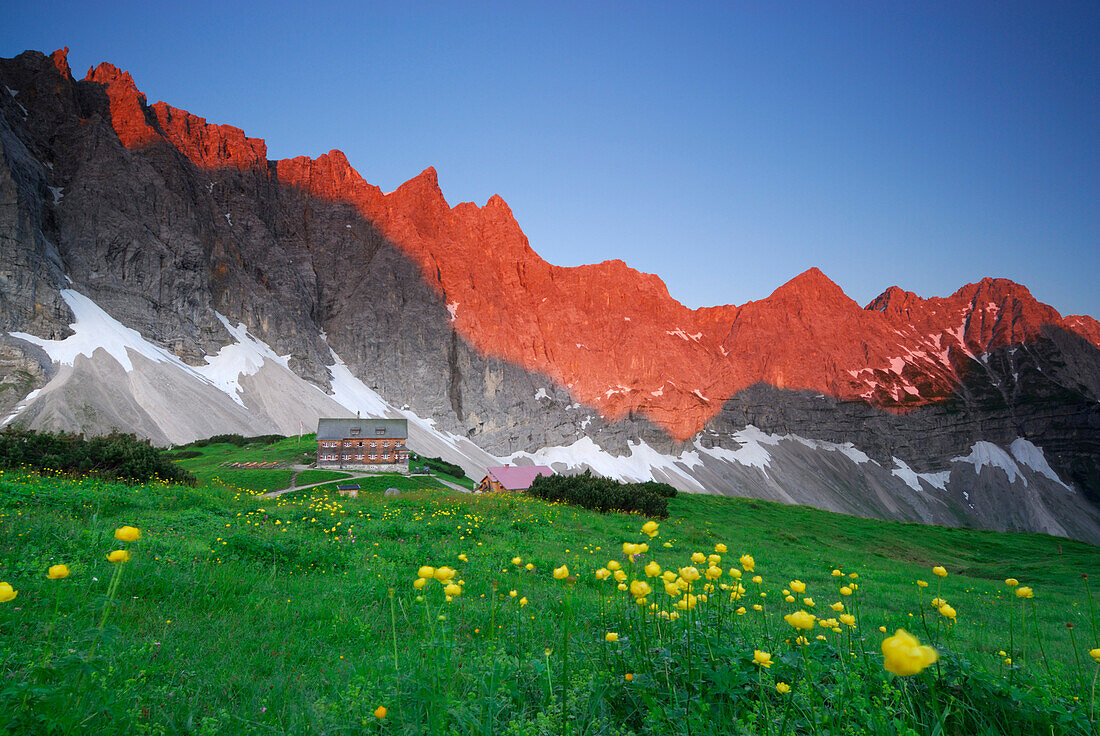 Karwendelpanorama über der Falkenhütte mit Trollblumen im Vordergrund, Karwendel, Tirol, Österreich