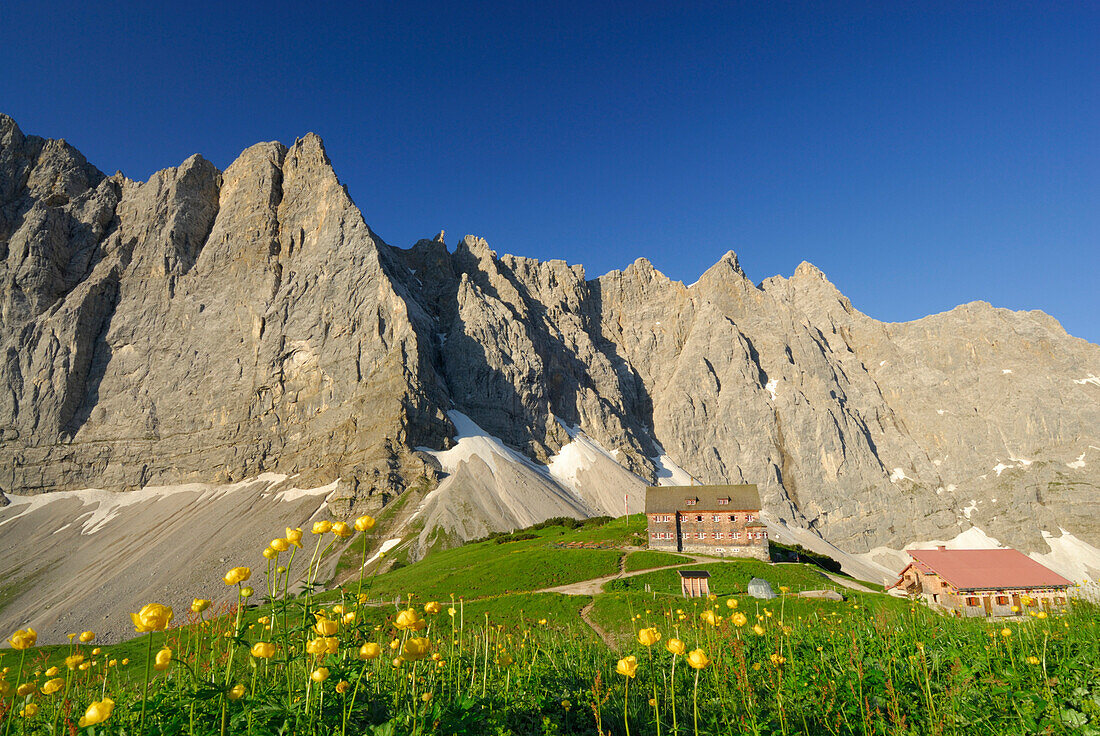 Karwendelpanorama über der Falkenhütte mit Trollblumen im Vordergrund, Karwendel, Tirol, Österreich