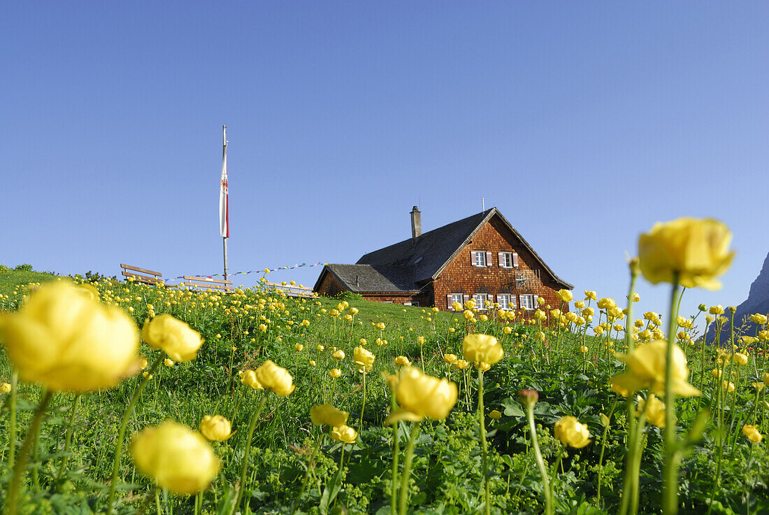 Trollblumenwiese mit Falkenhütte, Karwendel, Tirol, Österreich