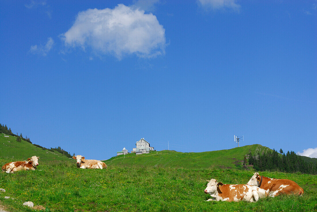 four cows in front of hut Rotwandhaus, Rotwand, Spitzing range, Bavarian foothills, Bavarian range, Upper Bavaria, Bavaria, Germany