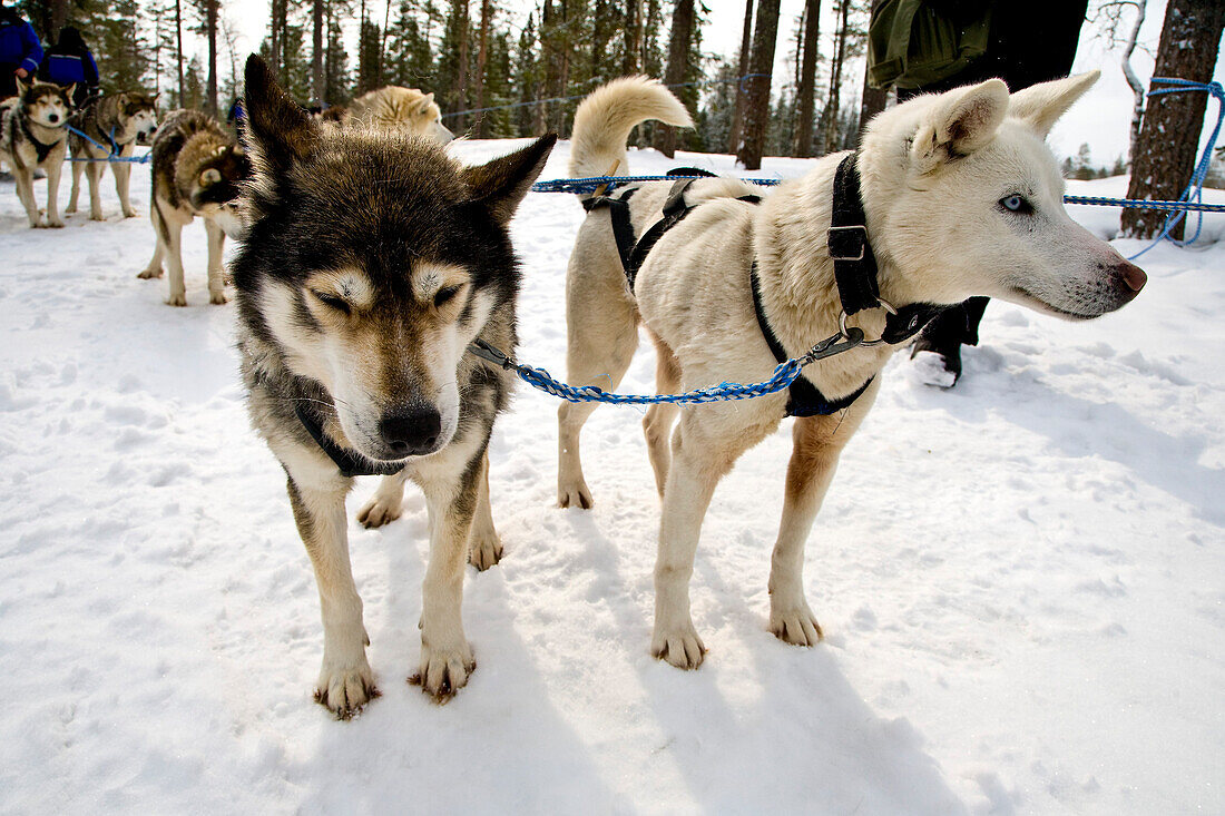 Husky pulling Dog Sledge, Rovaniemi, Lapland, Finland, Europe