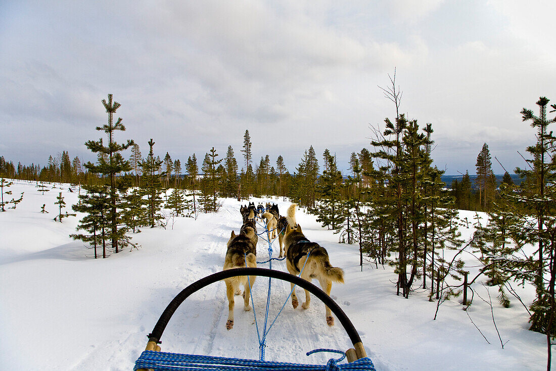Fahrt mit Hundeschlitten durch verschneite Landschaft, Rovaniemi, Lappland, Finnland, Europa